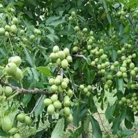 نهالستان لوکس نهال