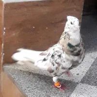فروش نر کوهی دم سفید