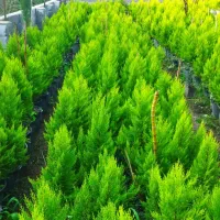 فروش لاوسون گلدان ۱۰ و ۷|گل و گیاه طبیعی|چالوس, |دیوار