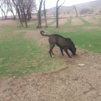 سگ سرابی اصیل