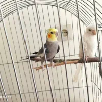 عروس هلندی
