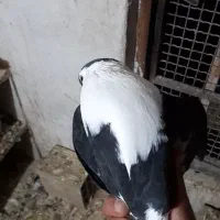 کله دم سفید|پرنده|اندیمشک, |دیوار