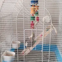 یک عدد عروس هلندی نر با قفس