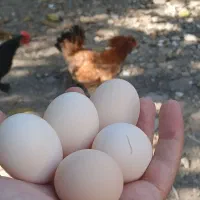 تخم مرغ تازه کوشین و مرندی|حیوانات مزرعه|خان ببین, |دیوار