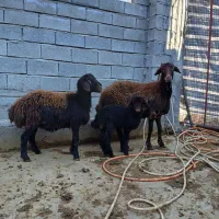 گوسفند بره دار نژاد دار فروشی|حیوانات مزرعه|مینودشت, |دیوار