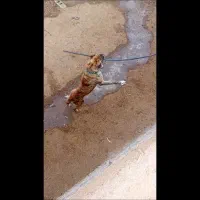 سگ نگهبان|سگ|تربت جام, جامرود|دیوار