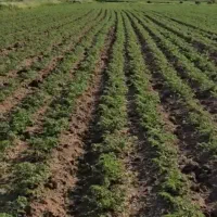 کاشت نخود.عدس ولوبیا