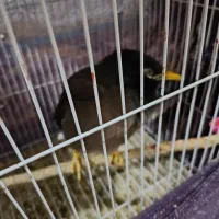 عروس هلندی و مرغ مینا