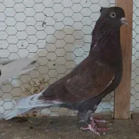 ۵عددکبوتردرجه یک