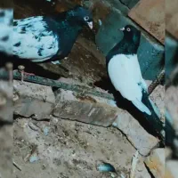 جفت سینه سیاه کلایی چنگ سفید عتیقه همه چی تموم