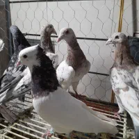 ۷کبوترهفترنگ ویک طوقی هفترنگ همه نر
