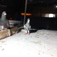 یک جفت شهری قهوه ای گلدار