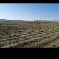 زمین باغچه پیشک ۳، زیر قیمت کل منطقه