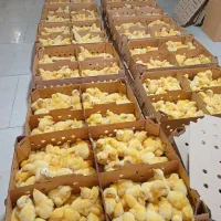 فروش جوجه یک روزه بوقلمون گوشتی اردک