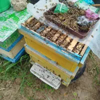 کندو کارکرده