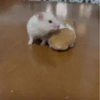 همستر|موش و خرگوش|رفسنجان, |دیوار