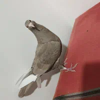 طوقی و پلنگ و زاغ|پرنده|نرماشیر, |دیوار