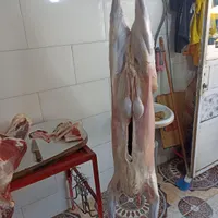 فروش گوشت گرم وتازه گوساله و گوسفند