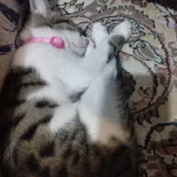 گربه|گربه|کرمان, |دیوار