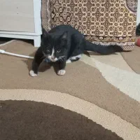 گربه سیاه|گربه|دماوند, دماوند|دیوار