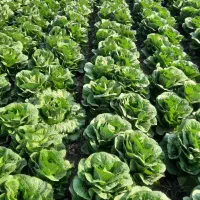 کاهو رسمی کلاسیک ورامین