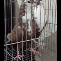 کفتر ریش یا کرباتی