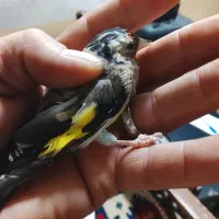 جوجه سره متولد قفس|پرنده|اسلام‌شهر, شهرک واوان|دیوار