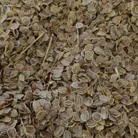 بذر کرفس، بنسرخ، چویل، موسیر کوهی|عمده‌فروشی|کوهرنگ, |دیوار