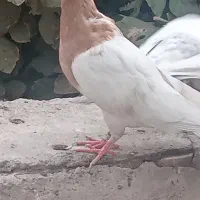 کبوترا ملقی