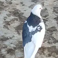 کفتر پرشی نرو ماده