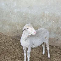 میش و قوچ مرینوس|حیوانات مزرعه|شیراز, کوشک بیدک|دیوار