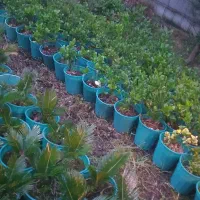 فروش سیکاس و نهال