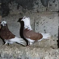 کبوترپرشی  دربندرترکمن