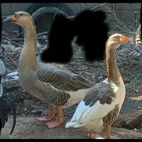 غاز بالغ