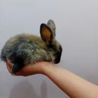 انواع خرگوش لوپ|موش و خرگوش|اراک, |دیوار