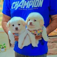 پامر خرسی عروسکی