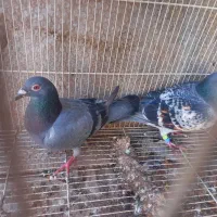 جفت مجسمه جفت کفتر