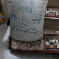 گندم کفتر