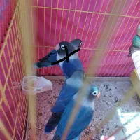 طوطی برزیلی  آبی|پرنده|بروجرد, |دیوار