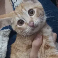 گربه واگذاری