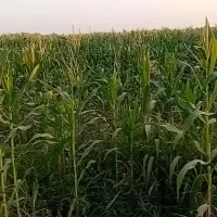 ذرت چاپر