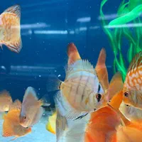 فروش انواع نژاد دیسکس 20% off|ماهی|مشهد, شهرک رازی (شهرک غرب)|دیوار