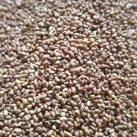 بذر یونجه و اسپرس(خشه)