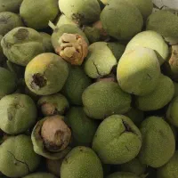 گردو تویسرکان تک درخت|خوردنی و آشامیدنی|تهران, نیاوران|دیوار