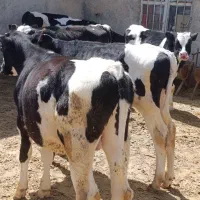 گوساله قطع شیر