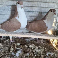 تعدادی زرد پشت به فروش میرسد