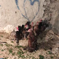شش عدد خروس یوسل سه ماهه