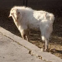 فروش بز سانان