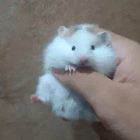 دوتا همستر تپل و دستی