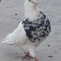 طوقی با جوجه